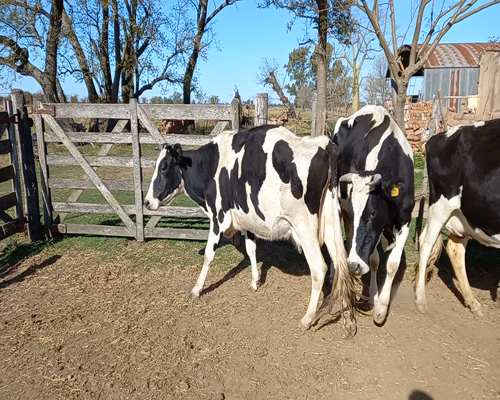 Lote Lote 78  Sapino Silvio