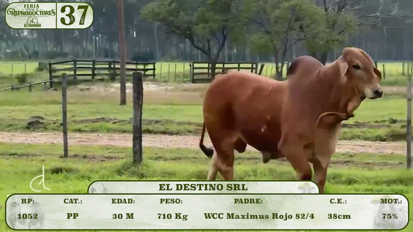 Lote LOTE 37