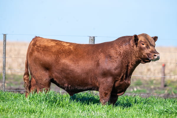 Lote TORO ANGUS P.P.
