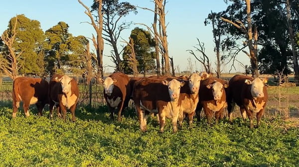 Lote Vivoratá Vaquillonas PR - Preñadas parición otoño 2022