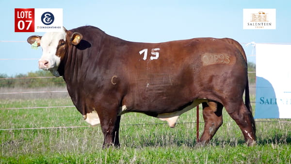 Lote LOTE 7 - TORO BRAFORD NO. 15