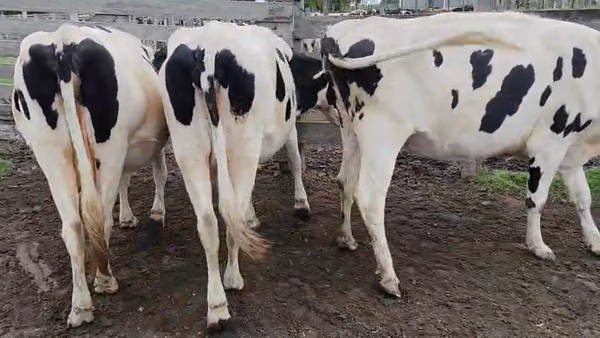 Lote 3 Vaca 450kg - , San José