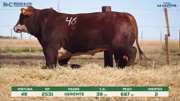 Lote Toros Braford controlados