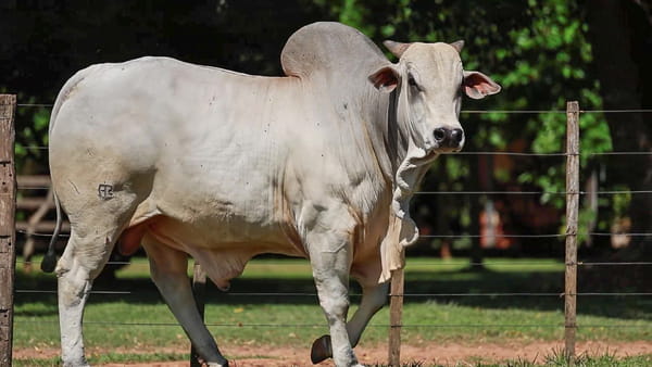 Lote LOTE 76