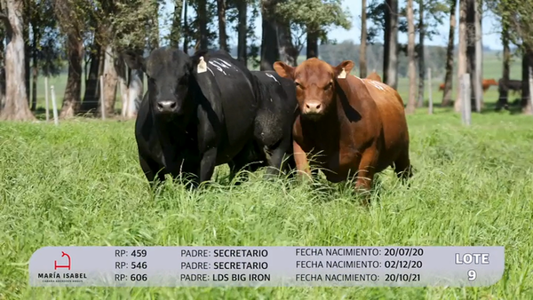 Lote 3 Toros PI, Artigas