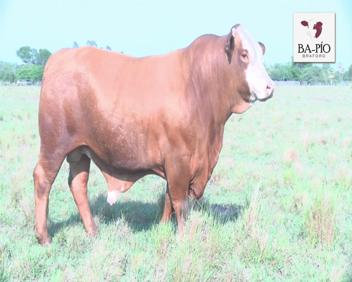 Lote CABAÑA "BRAPIO" 331