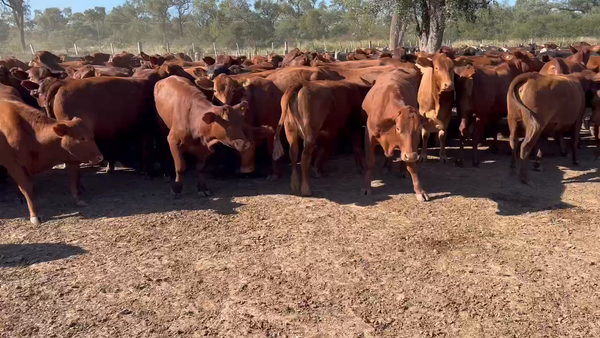 Lote 115 Vaquillonas P/ entorar en Los Pirpintos, Santiago del Estero