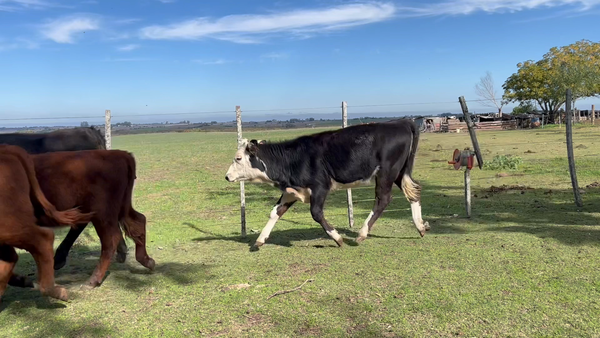 Lote TERNEROS Y TERNERAS