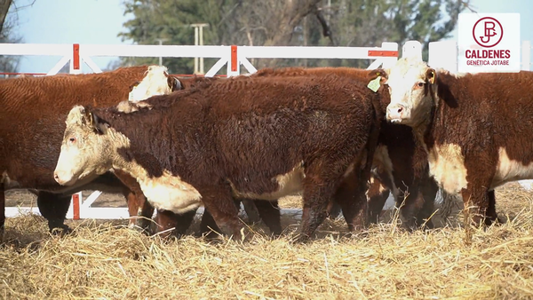 Lote 10 Vaquillonas preñadas en Buenos Aires, Cañada Seca