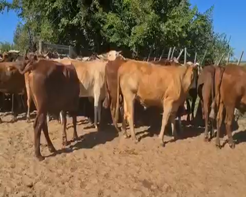 Lote 39 Novillos en Esquina, Corrientes