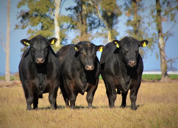 Lote "Cabaña ""Don Felix"" Toros Angus PC"