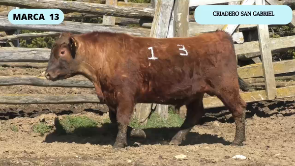 Lote 1 Toro en XI Región Aysén, Coyhaique