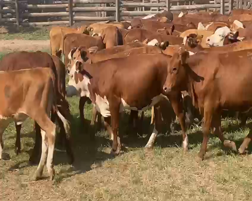 Lote 500 Terneras en Gral. San Martín, Chaco