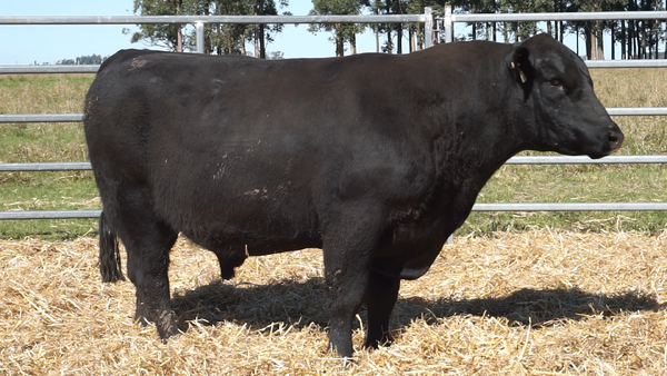 Lote 3 Toros, Artigas