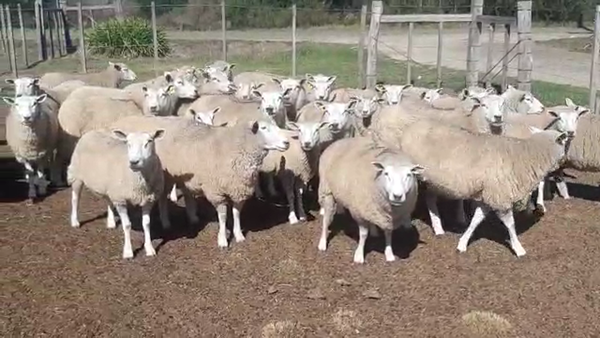 Lote 51 ovejas