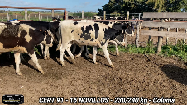 Lote 16 Novillos 1 a 2 años en Colonia Valdense, Colonia