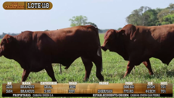 Lote LOTE 118