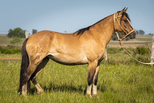 Lote DEL SILENCIO QUERENCIA