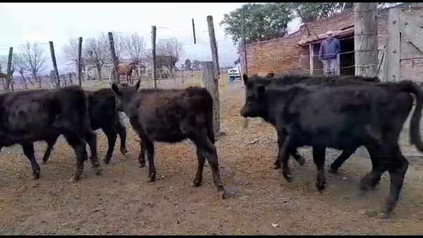 Lote 37 Terneros/as Angus en Vera y Pintado, Santa Fe