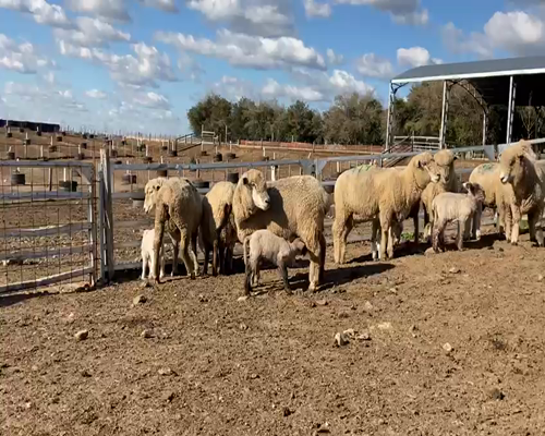 Lote (Vendido)26 Ovejas piezas de cría CRUZA CARA MORA 60kg - , Colonia