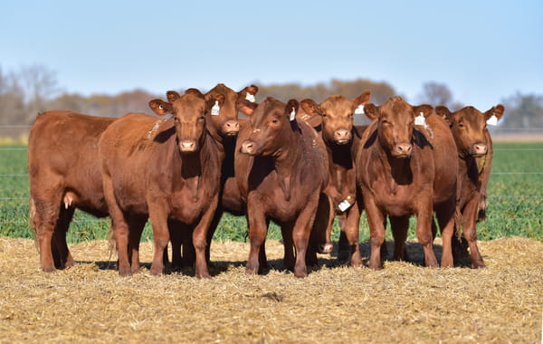 Lote VAQUILLONA ANGUS PC PRIMAVERA