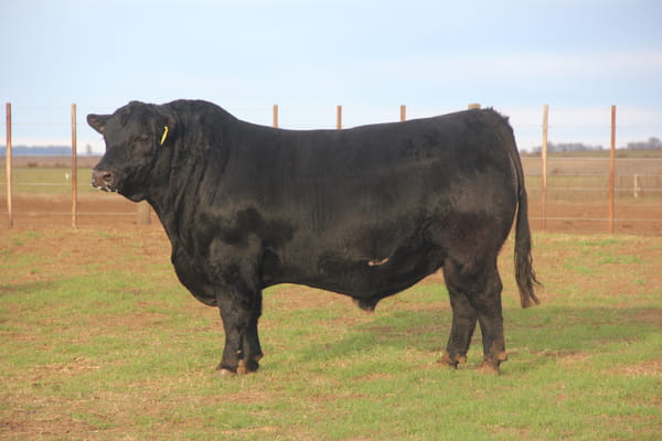 Lote TOROS PUROS DE PEDIGREE