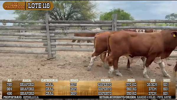 Lote LOTE 116 - PANTALLA