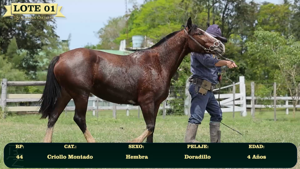 Lote LOTE 1