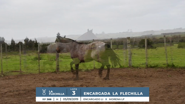 Lote ENCARGADA LA FLECHILLA