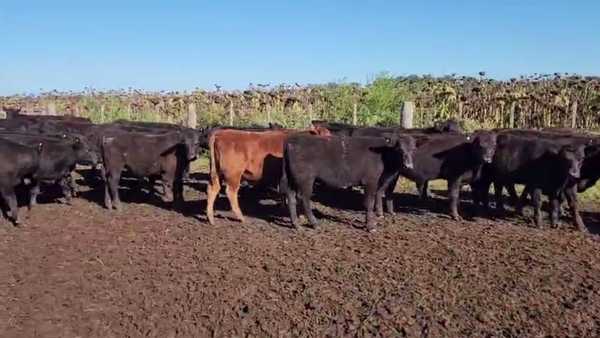 Lote 70 TERNS. MACHOS, AYACUCHO, BS. AS.