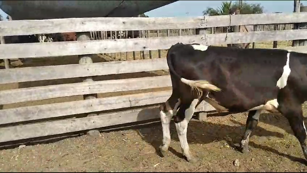 Lote 8 Terneros Holando en Ruta 81 - La cadena