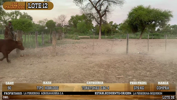 Lote LOTE 12