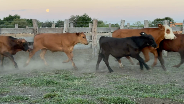Lote 103 Terneros en Corrientes, Sauce