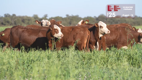 Lote VAQUILLONAS PREÑADAS BRAFORD