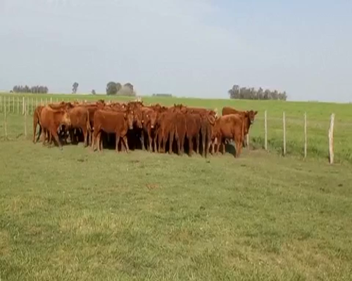 Lote 55 terneros en Rauch, Buenos Aires