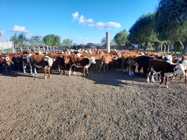 Lote SAENZ VALIENTE, BULLRICH Y Cia. S.A.