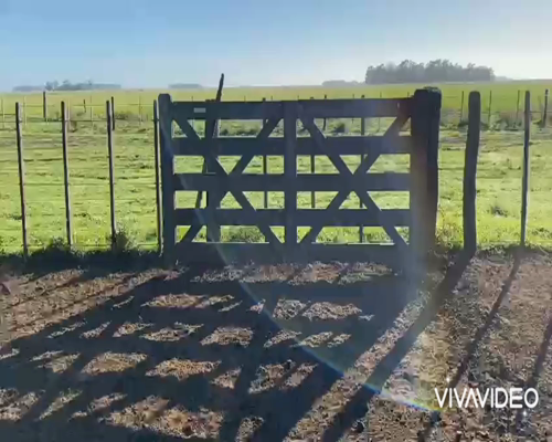 Lote 80 Terneras en Balcarce, Buenos Aires