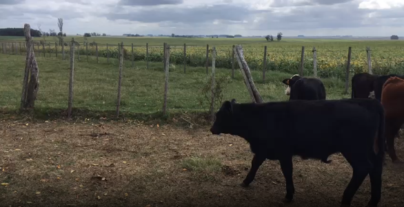 Lote 34 Terneros en San José