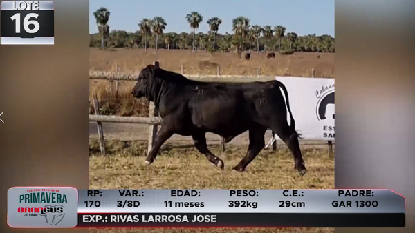 Lote LOTE 16
