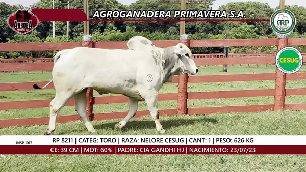 Lote TORO
