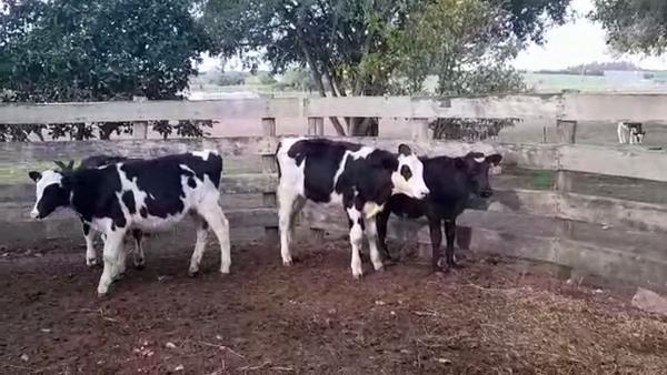 Lote TERNEROS HOLANDO