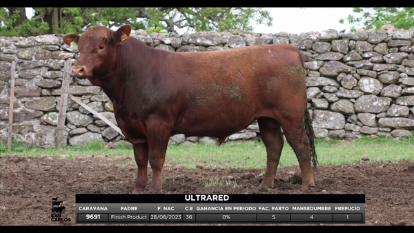 Lote 3 Toros, Artigas