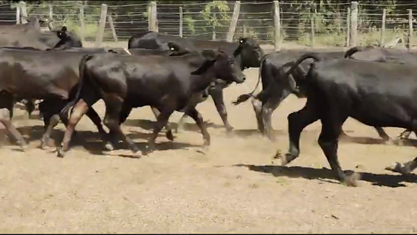 Lote 100 Terneros/as en Quimilí, Santiago del Estero