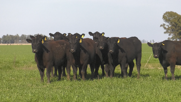 Lote VAQ. ANGUS NEGRO PC C/GTÍA DE PREÑEZ PARICION OTOÑO