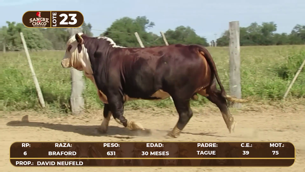 Lote Lote 23
