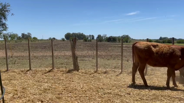Lote Terneras