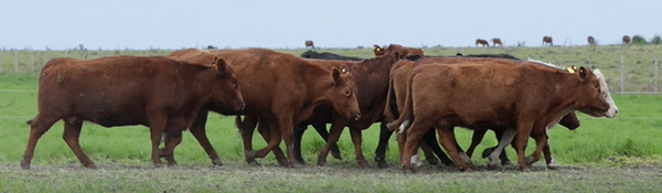 Lote VIENTRES PREÑADOS(CORRAL 55)
