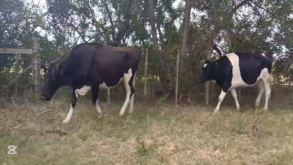 Lote VACAS INDUSTRIA