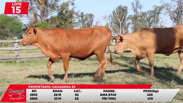 Lote LOTE 15