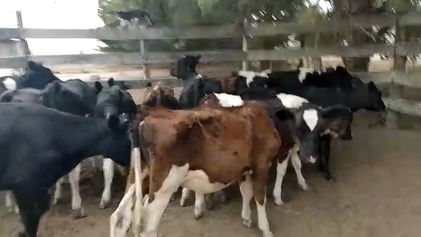 Lote 14 Terneras Hol en Mundo Azul